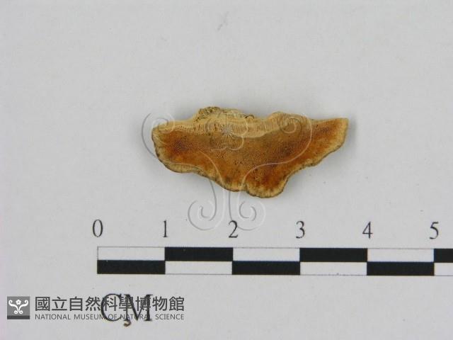 登錄號:F0006532藏品圖，第1張