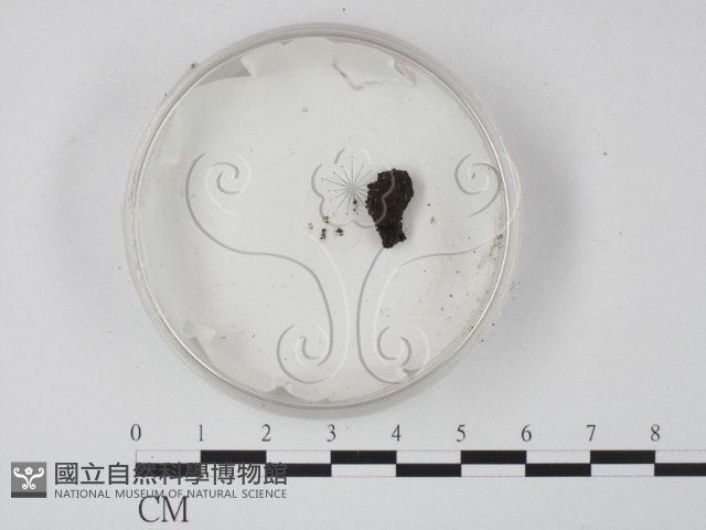 登錄號:F0016532藏品圖，第1張
