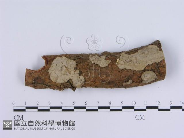 登錄號:F0001532藏品圖，第1張