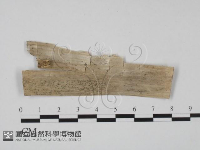 登錄號:F0011532藏品圖，第1張