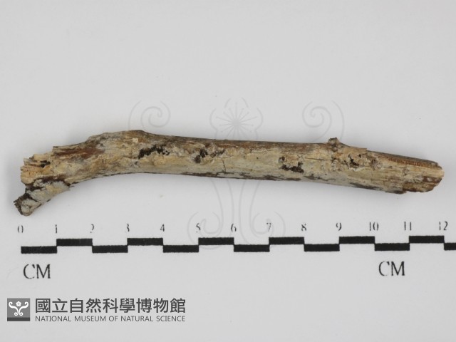 登錄號:F0031532藏品圖，第1張