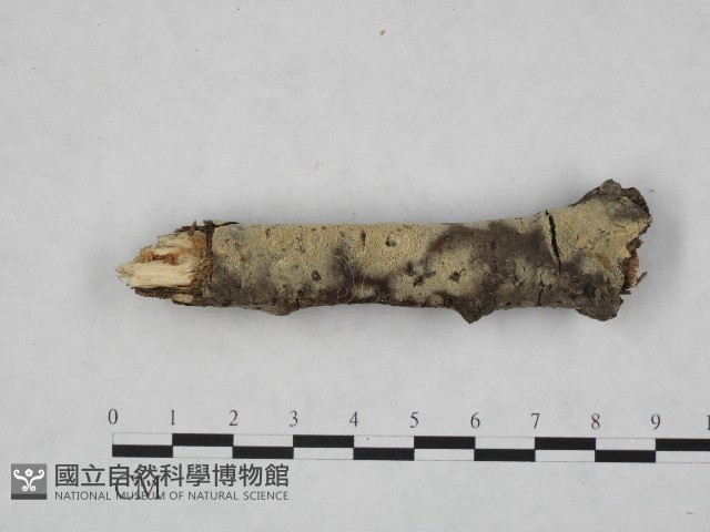 登錄號:F0004532藏品圖，第1張