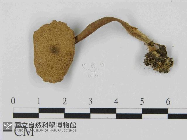 乳菇屬藏品圖，第1張