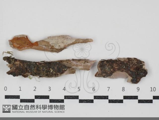 登錄號:F0034532藏品圖，第1張