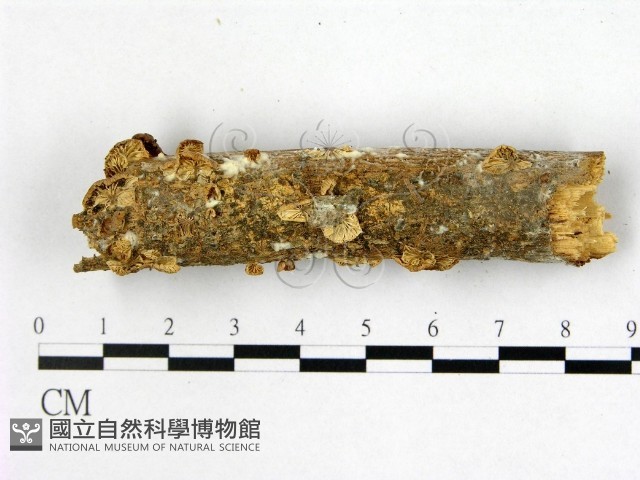 登錄號:F0022532藏品圖，第1張