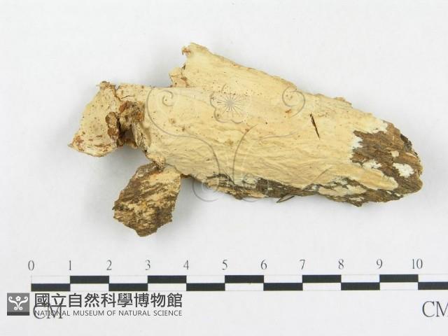 革墊菌屬藏品圖，第1張