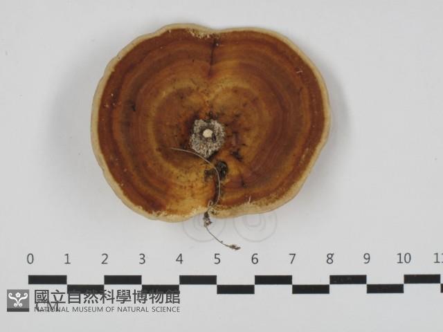 相鄰小孔菌藏品圖，第1張