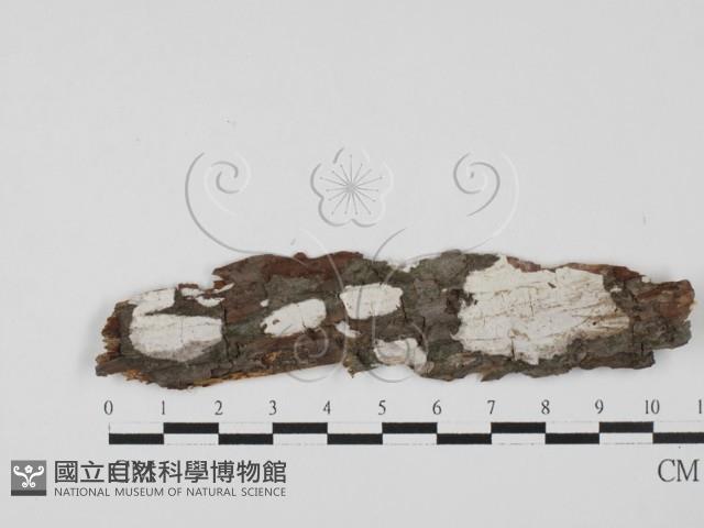 登錄號:F0027532藏品圖，第1張