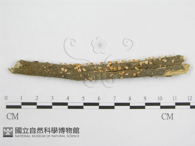 微皮傘屬藏品圖，第1張