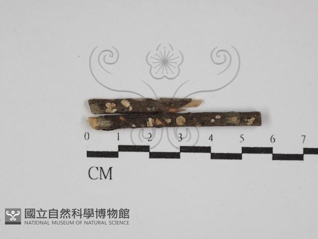 登錄號:F0025532藏品圖，第1張