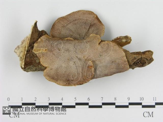 登錄號:F0005532藏品圖，第1張