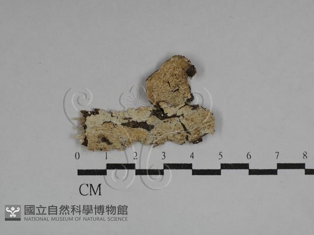 齒耳菌屬藏品圖，第1張