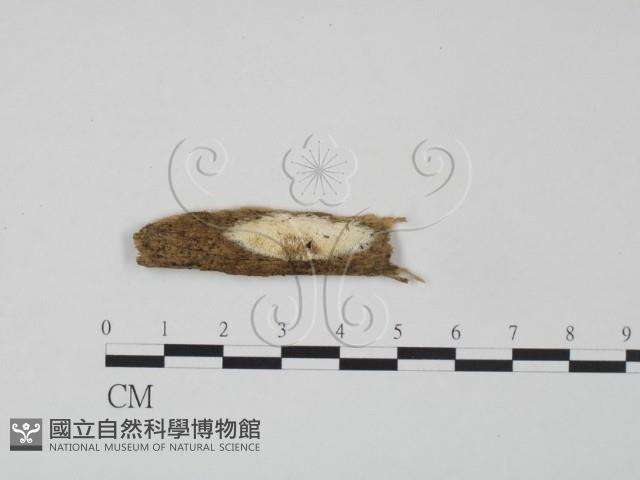 登錄號:F0009532藏品圖，第1張