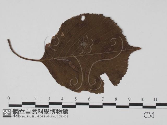 登錄號:F0019532藏品圖，第1張