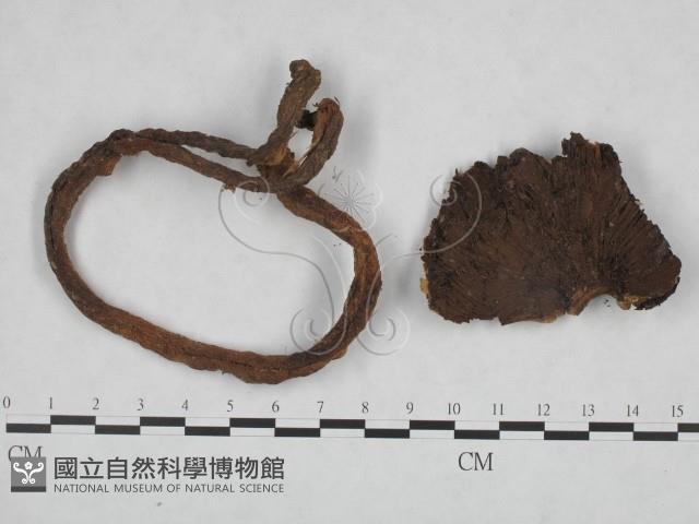 登錄號:F0023532藏品圖，第1張