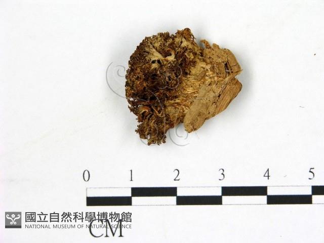 猴頭菇屬藏品圖，第1張