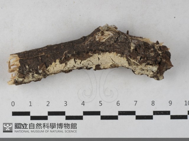 登錄號:F0033532藏品圖，第1張