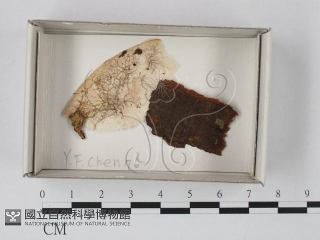 登錄號:F0018132藏品圖，第1張
