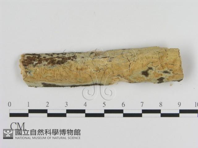 絲皮菌屬藏品圖，第1張