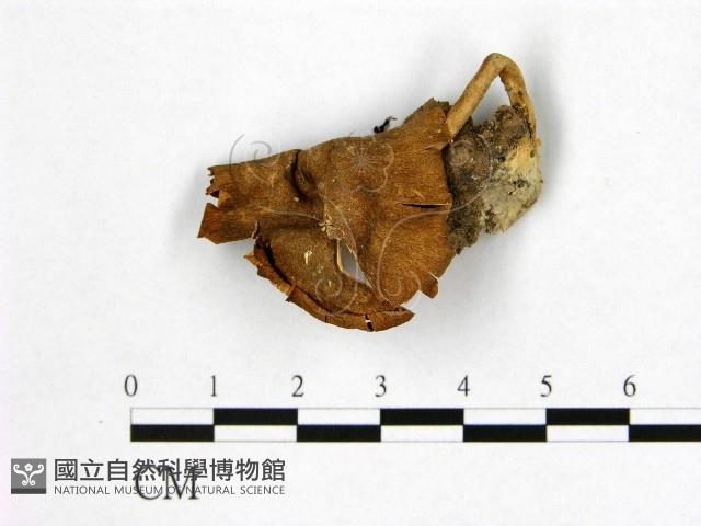 登錄號:F0010132藏品圖，第1張