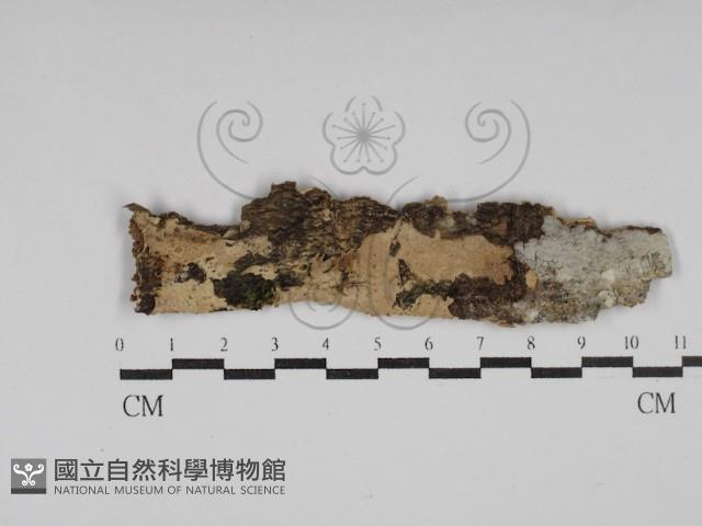 柱擔菌屬藏品圖，第1張