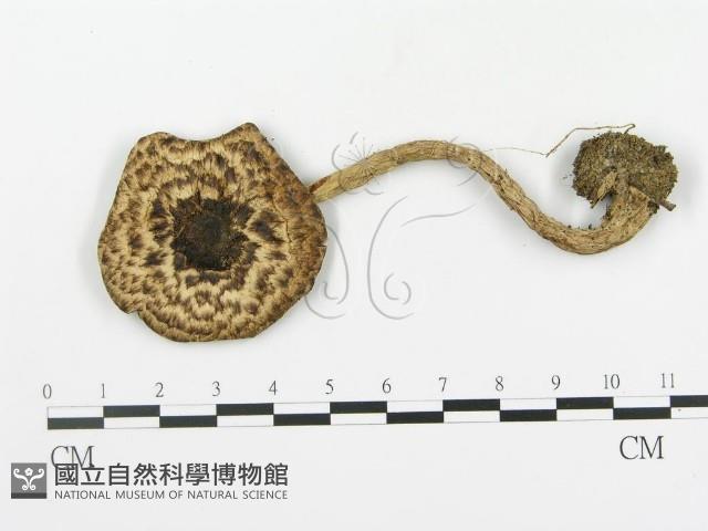 登錄號:F0016132藏品圖，第1張