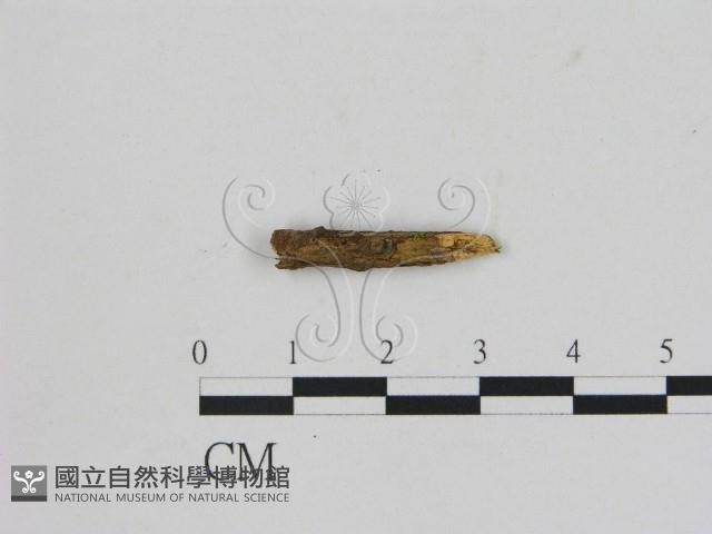 小菇屬藏品圖，第1張