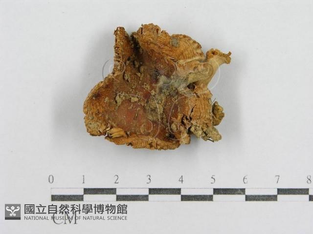 紅菇屬藏品圖，第1張