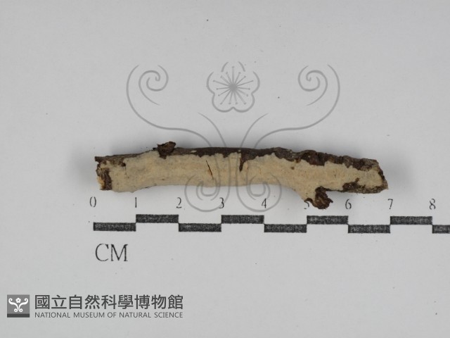 登錄號:F0031132藏品圖，第1張