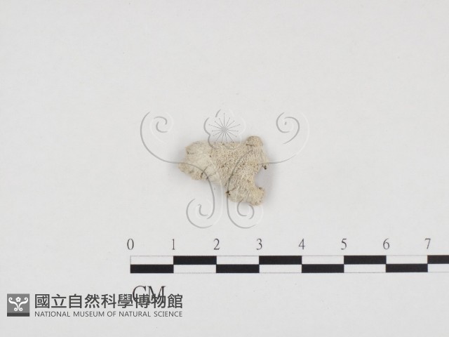 裂褶菌藏品圖，第1張