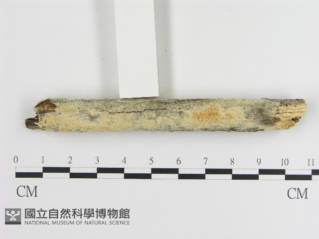 登錄號:F0004132藏品圖，第1張