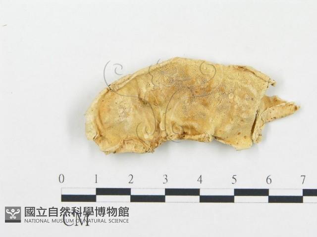 登錄號:F0014132藏品圖，第1張