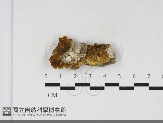 糖圓齒菌藏品圖，第1張
