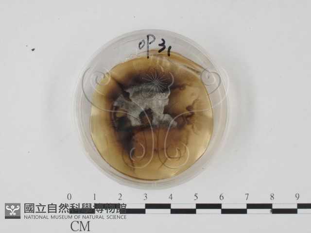 登錄號:F0022132藏品圖，第1張