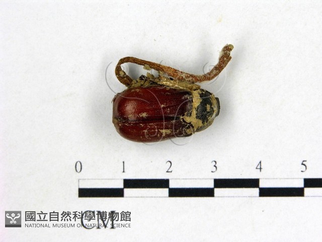 登錄號:F0002132藏品圖，第1張