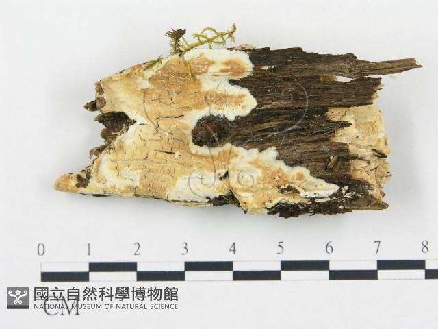 登錄號:F0012132藏品圖，第1張