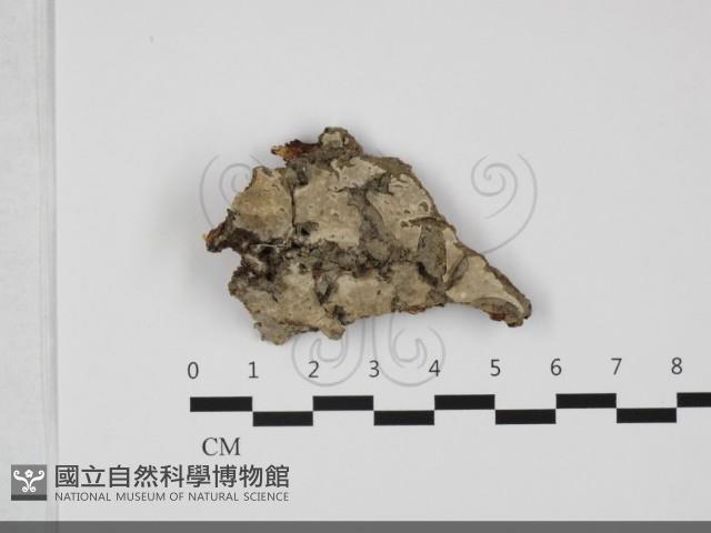 登錄號:F0032132藏品圖，第1張