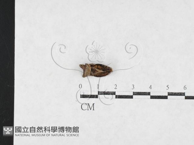 登錄號:F0027132藏品圖，第1張