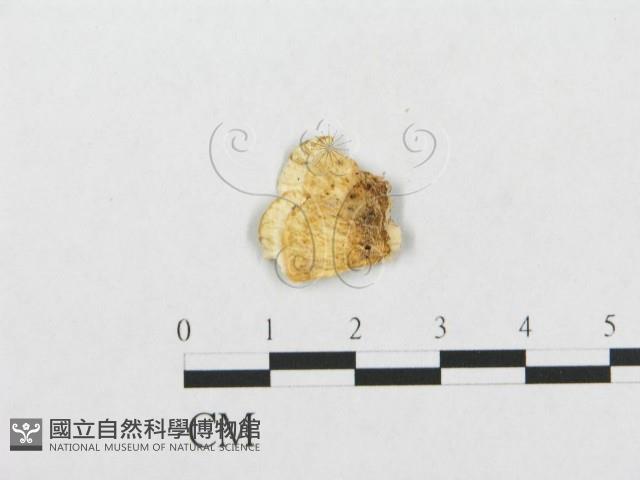 登錄號:F0007132藏品圖，第1張