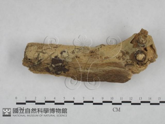 登錄號:F0025132藏品圖，第1張
