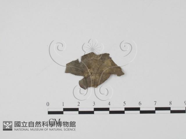 登錄號:F0005132藏品圖，第1張