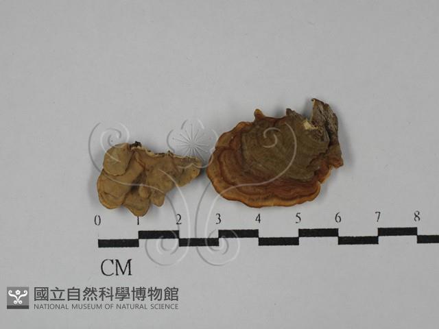 蠔韌革菌藏品圖，第1張