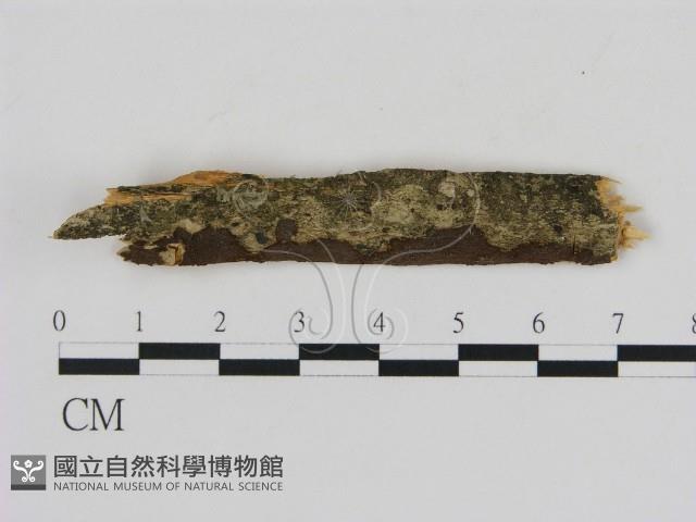 刺革菌屬藏品圖，第1張