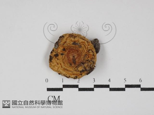 登錄號:F0013132藏品圖，第1張