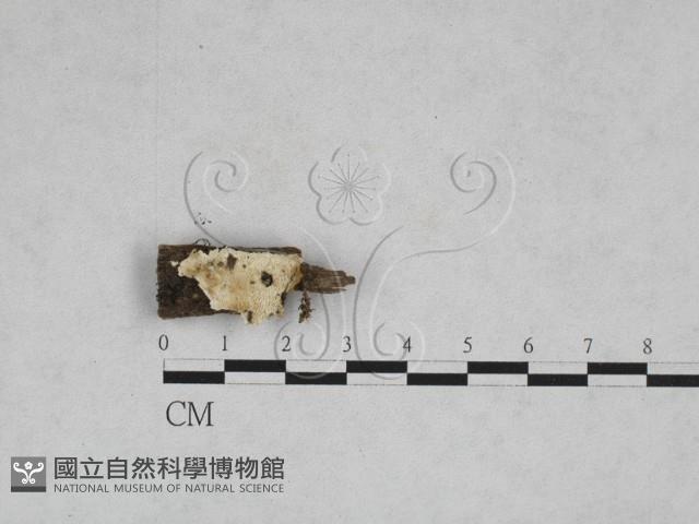 登錄號:F0028032藏品圖，第1張