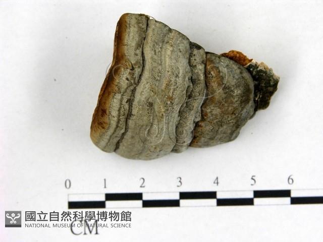 登錄號:F0008032藏品圖，第1張