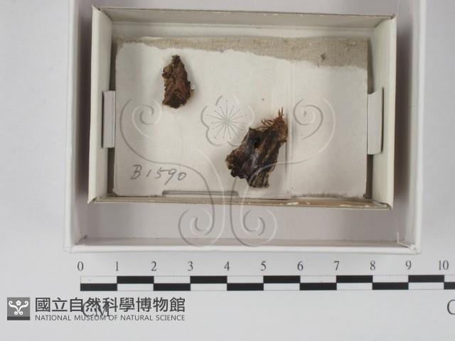 登錄號:F0018032藏品圖，第1張