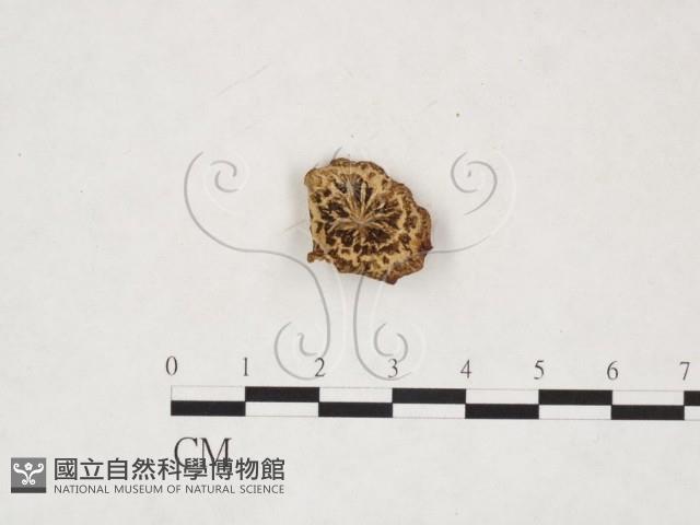 登錄號:F0020032藏品圖，第1張