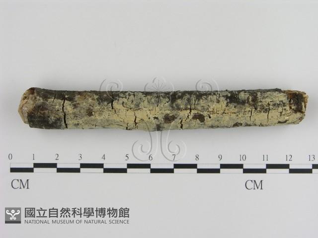 登錄號:F0000032藏品圖，第1張