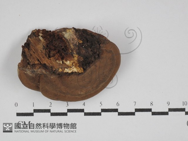 靈芝屬藏品圖，第1張